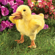 Folkmanis Duckling Puppet - image 3