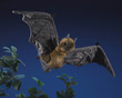 Folkmanis Fruit Bat Puppet - image 2