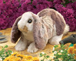 Folkmanis Baby Lop Rabbit Puppet - image 3