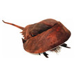 Folkmanis Horseshoe Crab Puppet