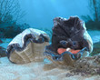 Folkmanis Giant Clam Puppet - image 5
