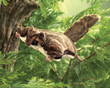 Folkmanis Sugar Glider - image 3