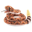 Folkmanis Rattlesnake Puppet