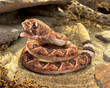 Folkmanis Rattlesnake Puppet - image 4