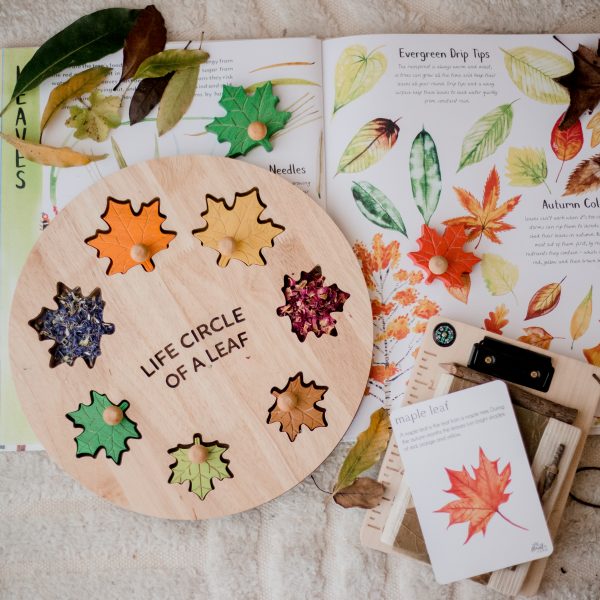 Qtoys Leaf Circle Of Life Puzzle Qtoys Leaf Circle Of Life Puzzle