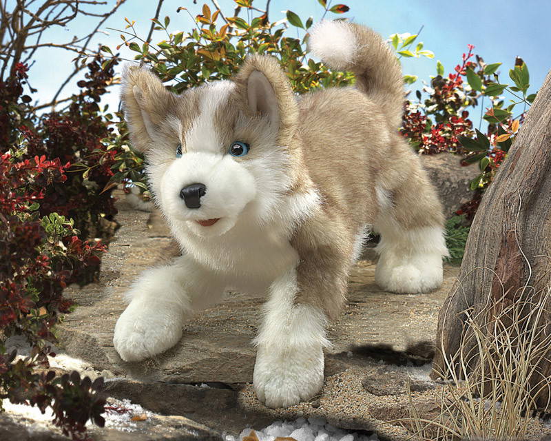 Wolf Pup In Nature Background