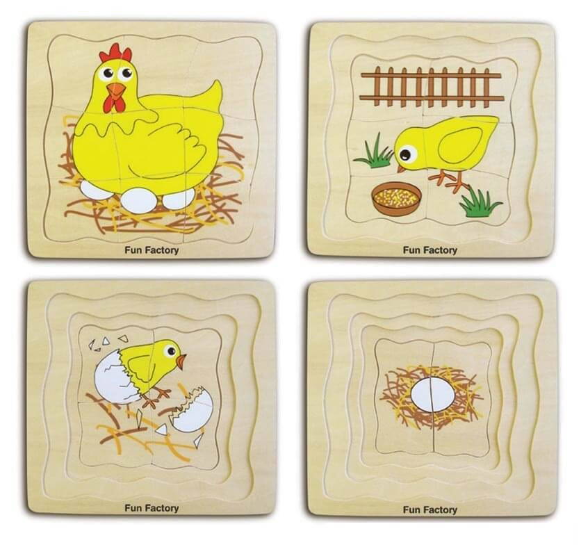 layered chicken life cycle puzzle