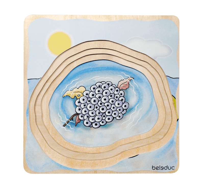 frog life cycle wooden puzzle frog life cycle wooden puzzle