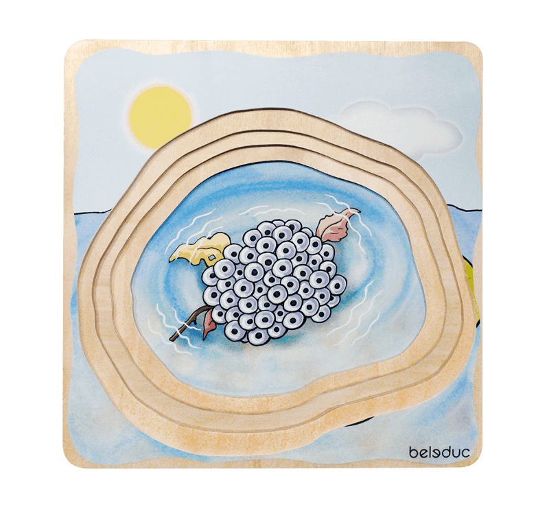 frog life cycle wooden puzzle
