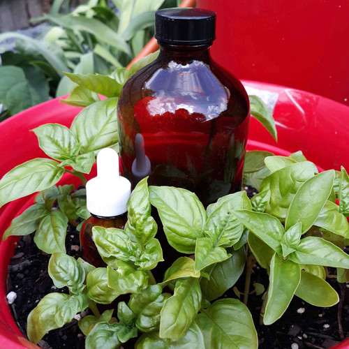 Basil Fragrance Oil