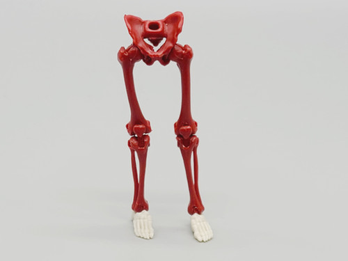 Blood Red Skeleton Legs