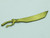 AWOK - Metallic Green (Evergreen) Wide Sword
