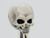 Skeleton Kit - Alien Skull
