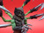Curse of The Arachnid : ANACITES  >>> a Vitruvian Armory Custom
