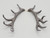 Kawiki  Antlers