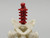 Blood Red Skeleton Spine