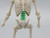 Cursed Skeleton / Green Skeleton Spine