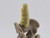 Barbarian Ivory Skeleton Spine - 1:12 Scale - Epic HACKS