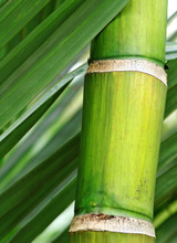 Ingredient Spotlight: Hydrating Bamboo Water Ingredient Spotlight: Hydrating Bamboo Water