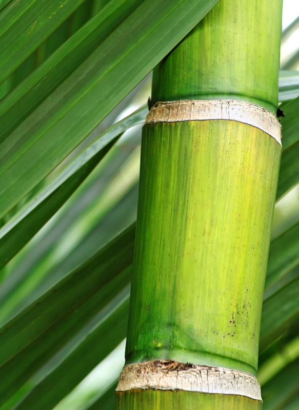 Ingredient Spotlight: Hydrating Bamboo Water
