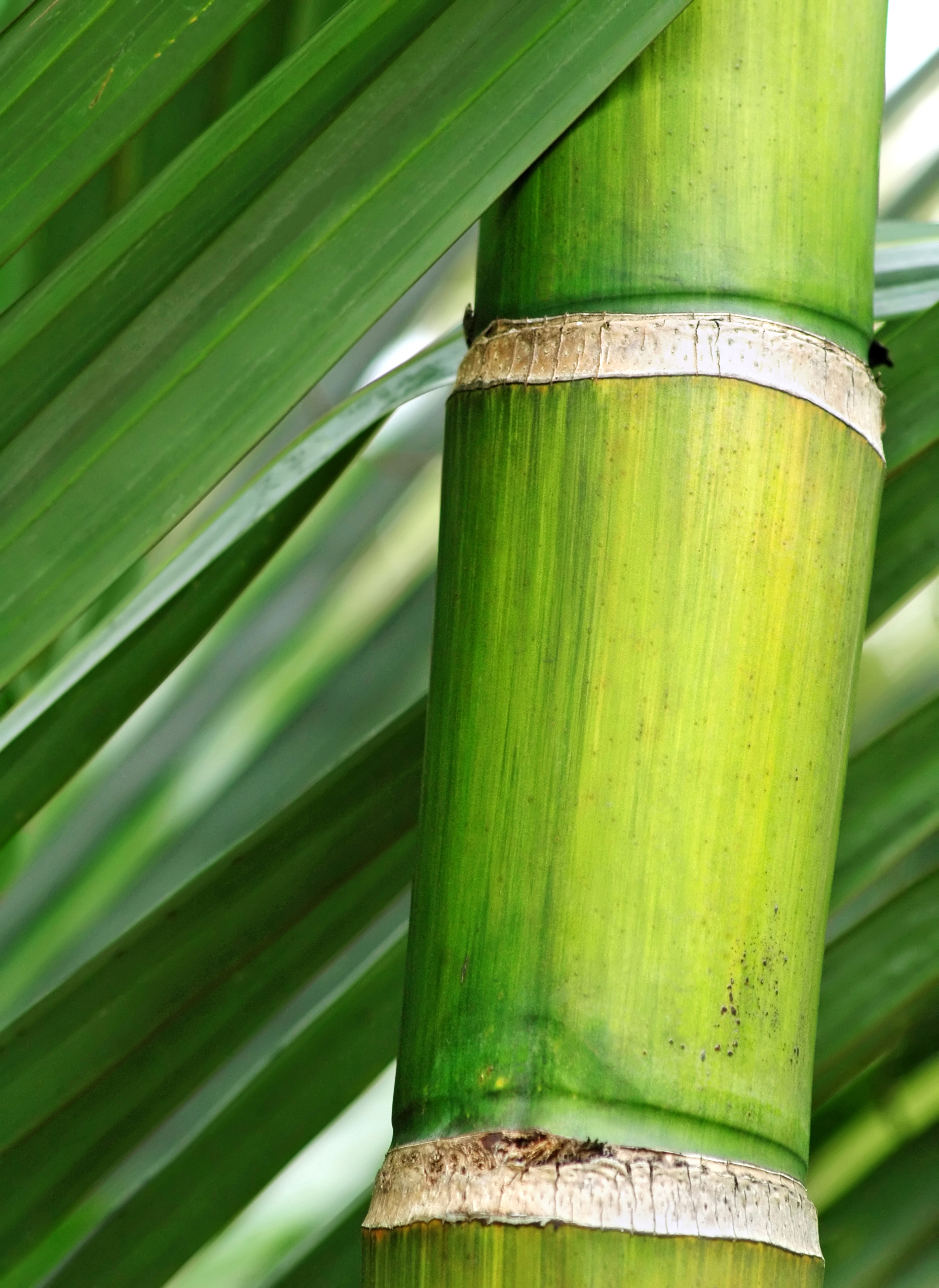 Ingredient Spotlight: Hydrating Bamboo Water
