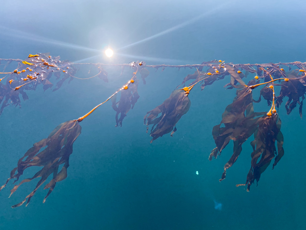 Why We Chose To Plant Kelp