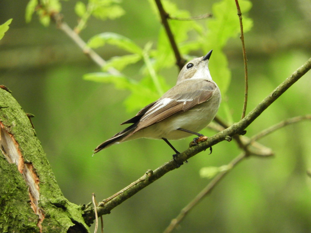A New Approach to Conservation? Yes, please! 