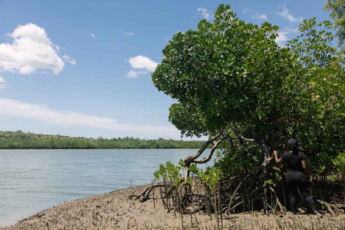 Why we chose to reforest Mangrove Trees