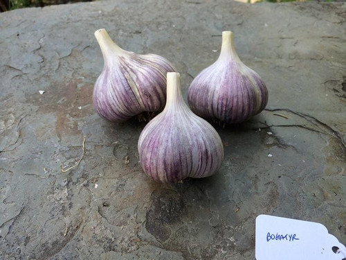 Bogatyr Garlic Bulbs Organically Grown