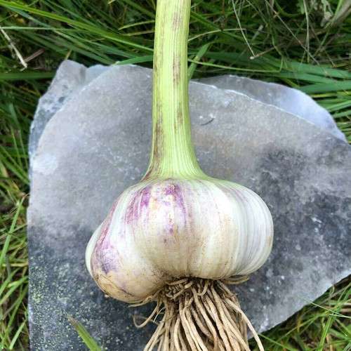 Transylvanian Garlic Organically Grown