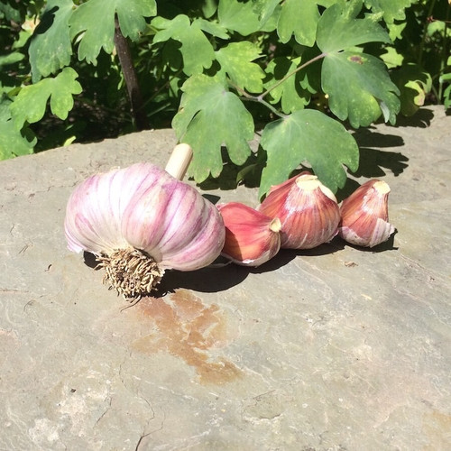 German Red Garlic Organically Grown