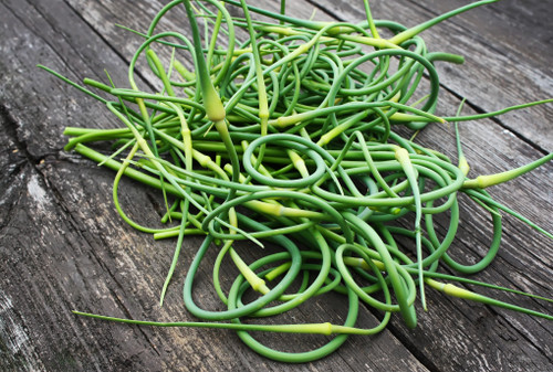 Fresh Garlic Scapes *FREE SHIPPING*