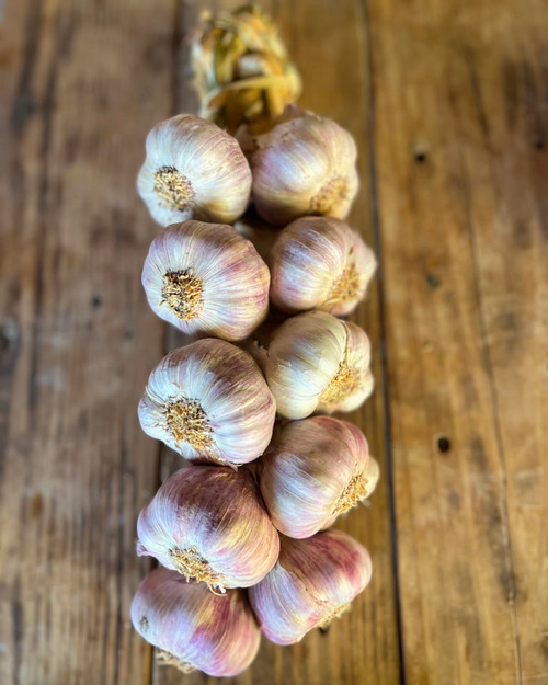 Giant 10 Bulb Garlic Braid