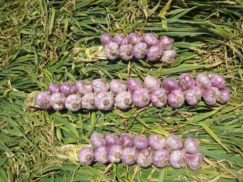 Organic Garlic Braid (Gourmet Small-Bulb | 25 Count)