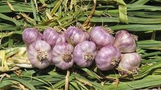 Small 10 Count Garlic Bulb Brad