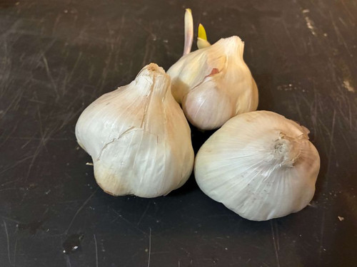 Spring Seed Garlic