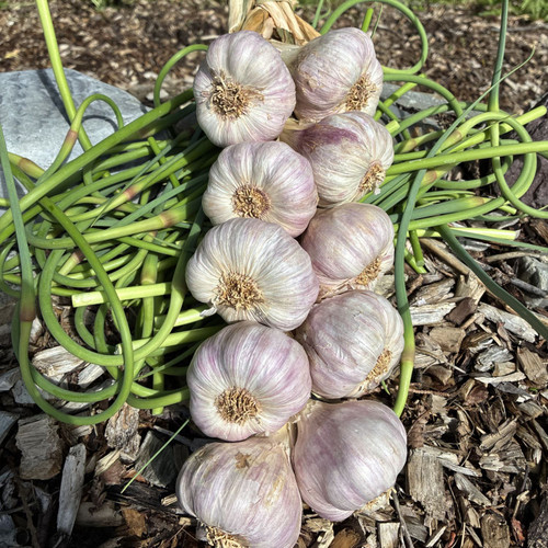 2-Strand Mediterranean Style Organic Garlic Braid - 10 Bulb Braid With Scapes