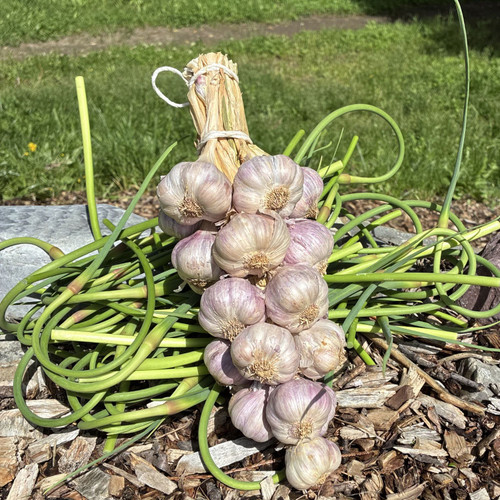 Organic Spring Garlic Bouquet With Scapes Bundle