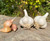 Georgian Crystal Garlic Organically Grown