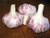 Maiskij Garlic Certified Naturally Grown