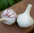 Ajo Rojo Organically Grown