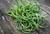 Fresh Garlic Scapes *FREE SHIPPING*