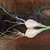 French Gray "Frogleg" Shallots