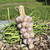 Organic Spring Garlic Bouquet With Scapes Bundle