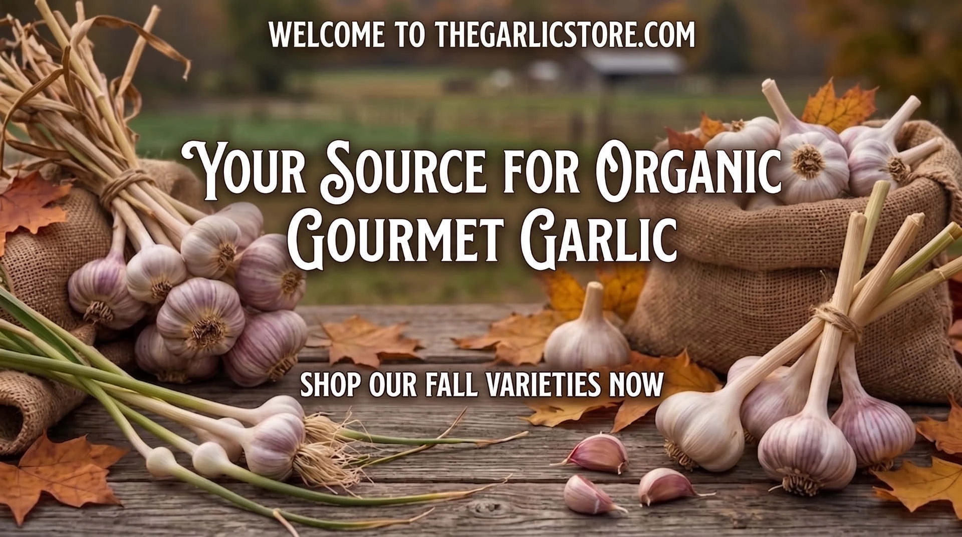 seed garlic pre-order now