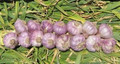 Medium 15 Count Garlic Bulb Braid