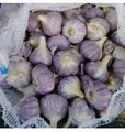Loose Spring Garlic