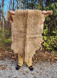 Bark Tan Sheep1 Bark Tan Sheep1