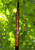 72" Lorien Defender 72" Lorien Defender