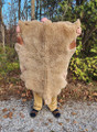 Bark Tan Sheep2
